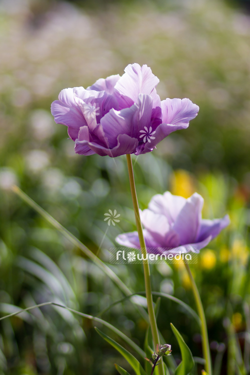 Purple-flowered Tulips (106379)