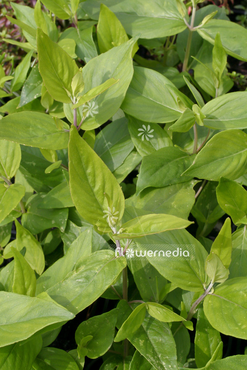 Pycnanthemum muticum - Short-toothed mountainmint (104538)
