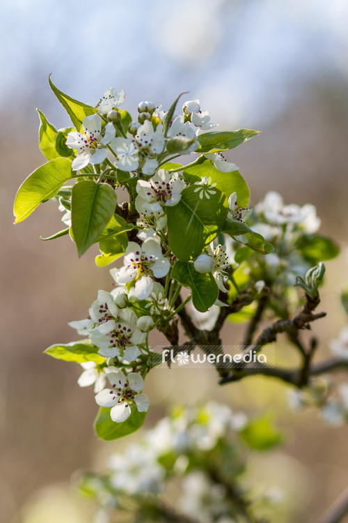 Pyrus calleryana - Callery pear (105570)