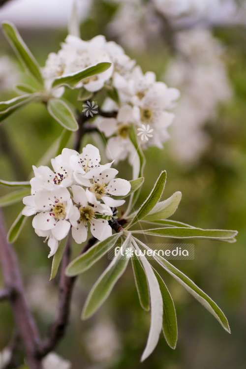 Pyrus salicifolia 'Pendula' - Pendulous willow-leaved pear (104541)