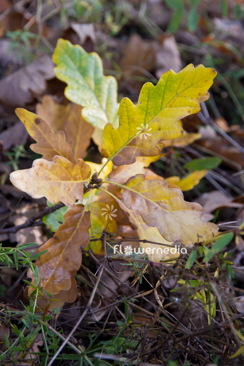 Quercus petraea - Sessile oak (104563)