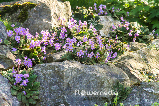 Ramonda myconi - Pyrenean violet (106171)