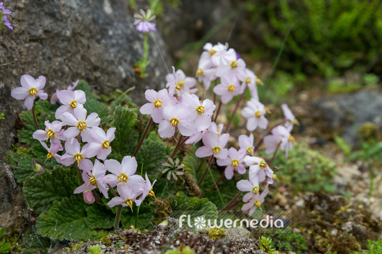 Ramonda myconi 'Rosea' - Pyrenean violet (106180)