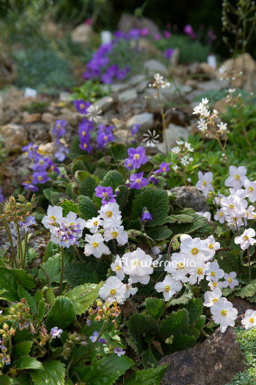 Ramonda myconi var. alba - White-flowered pyrenean violet (106199)