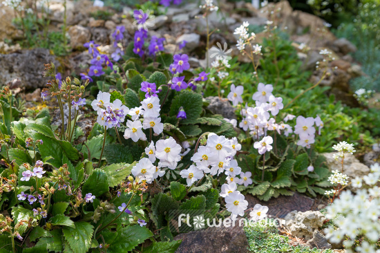 Ramonda myconi var. alba - White-flowered pyrenean violet (106200)