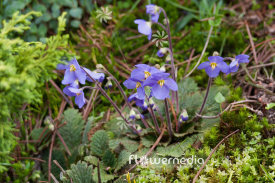 Ramonda nathaliae - Natalie's ramonda (101650)