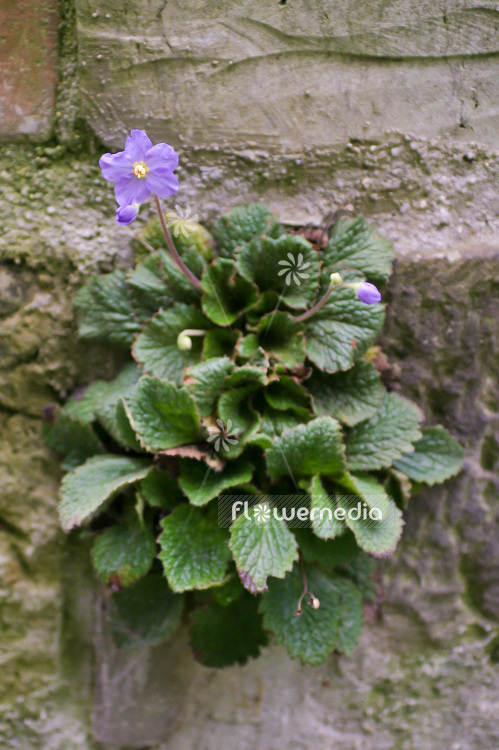 Ramonda nathaliae - Natalie's ramonda (106166)