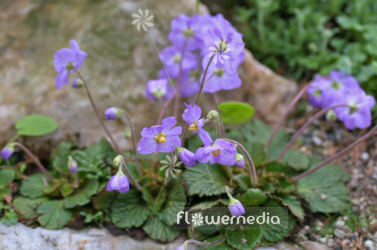 Ramonda nathaliae - Natalie's ramonda (106184)
