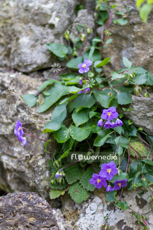 Ramonda nathaliae - Natalie's ramonda (106185)
