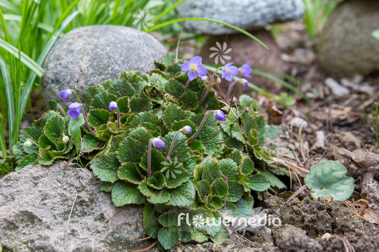 Ramonda nathaliae - Natalie's ramonda (106187)