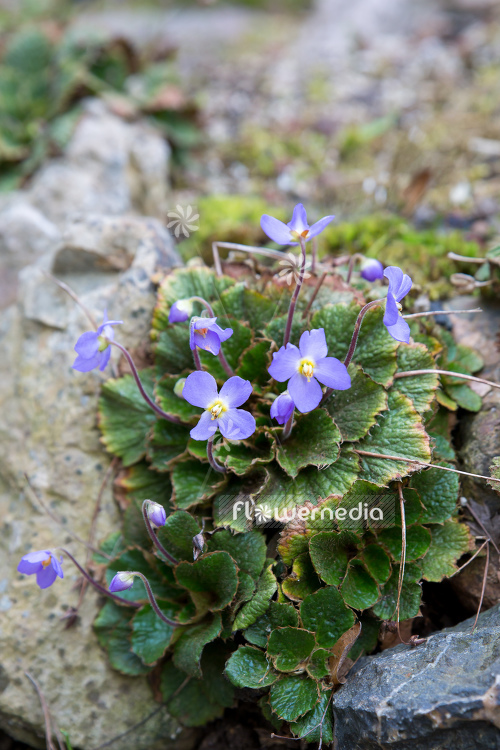 Ramonda nathaliae - Natalie's ramonda (106188)