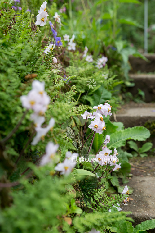 Ramonda nathaliae 'Alba' - Natalie's ramonda (106190)