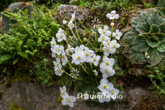 Ramonda nathaliae 'Alba' - Natalie's ramonda (106193)