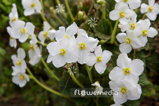 Ramonda nathaliae 'Alba' - Natalie's ramonda (106194)