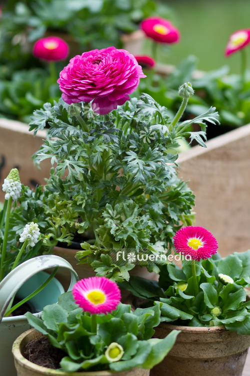 Ranunculus asiaticus - Persian buttercup (104566)