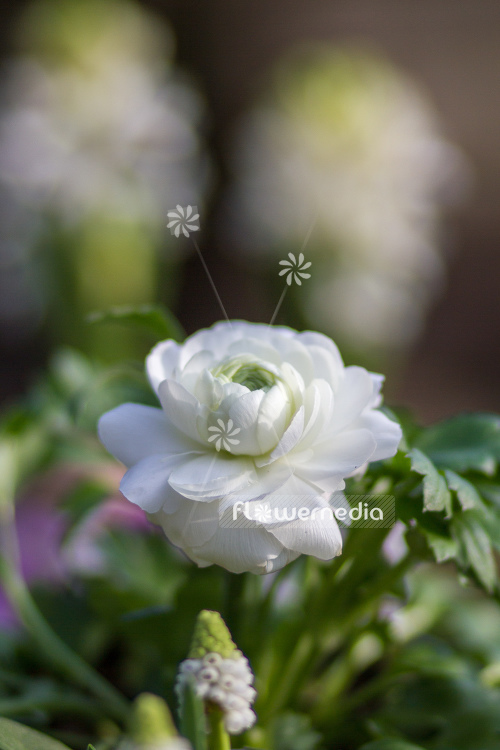 Ranunculus asiaticus - Persian buttercup (104569)