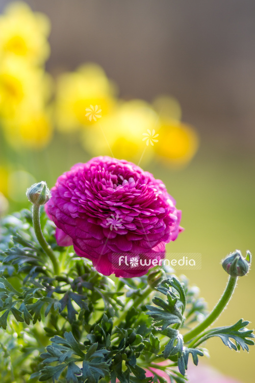 Ranunculus asiaticus - Persian buttercup (104571)
