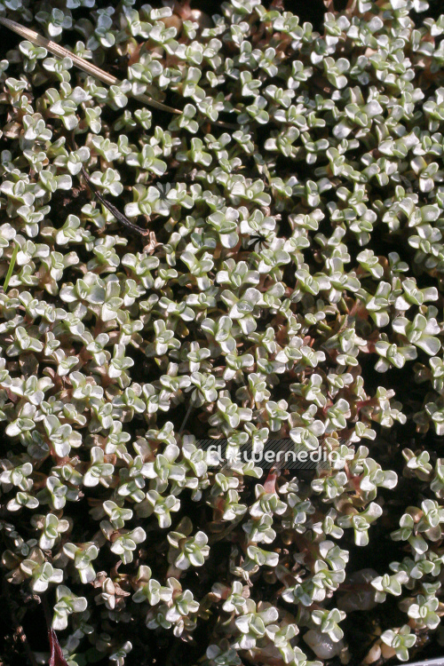 Raoulia australis - Vegetable sheep (104573)