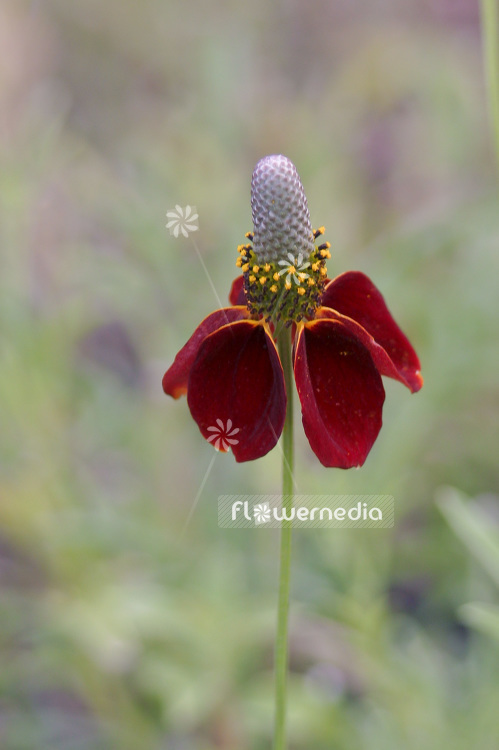 Ratibida columnifera f. pulcherrima - Upright prairie coneflower (101652)