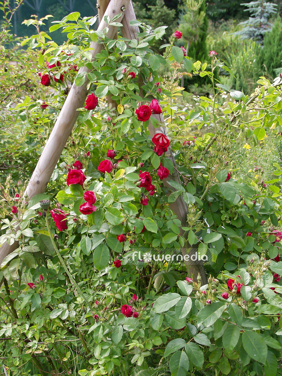 Red climber Roses (102132)