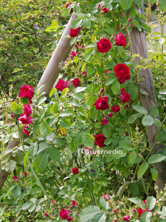 Red climber Roses (102133)