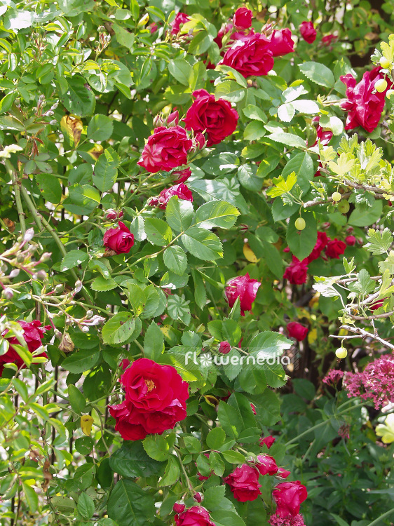 Red climber Roses (102134)