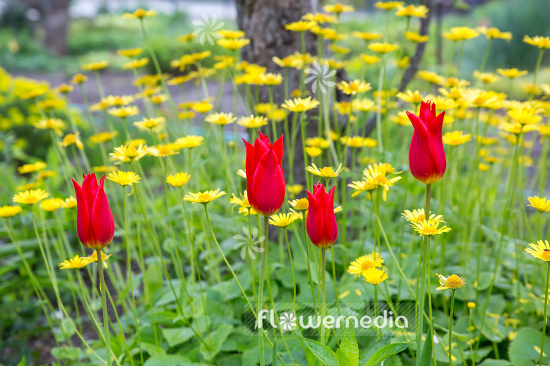 Red tulips in flower bed (106289)