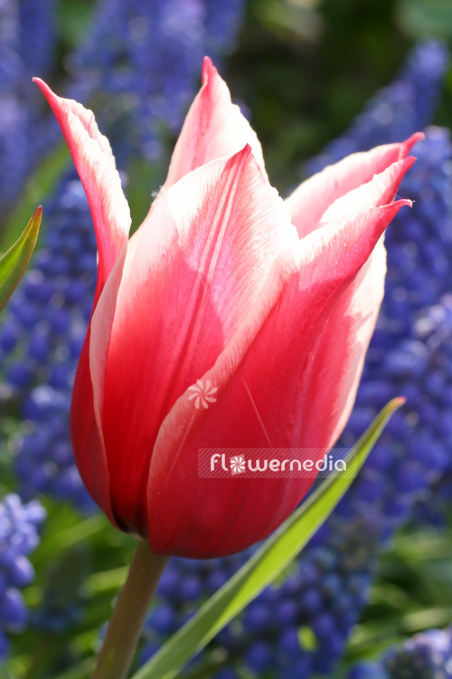 Red-flowered Tulip (106339)