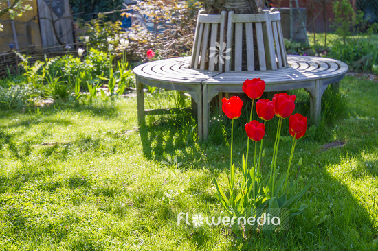 Red-flowered Tulips (106286)
