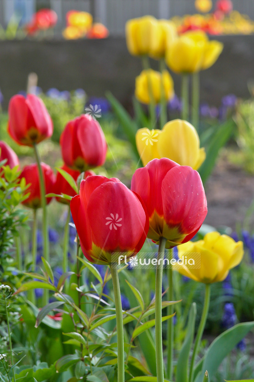 Red-flowered Tulips (106287)