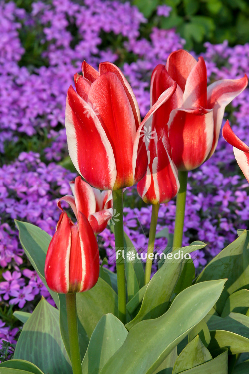 Red-flowered Tulips (106288)