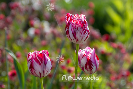 Red-flowered Tulips (106384)
