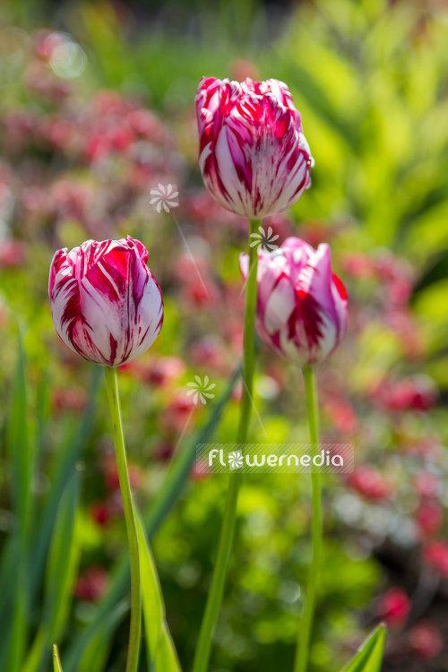 Red-flowered Tulips (106385)