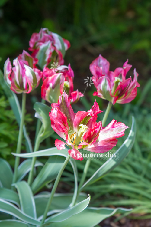 Red-flowered Tulips (106386)