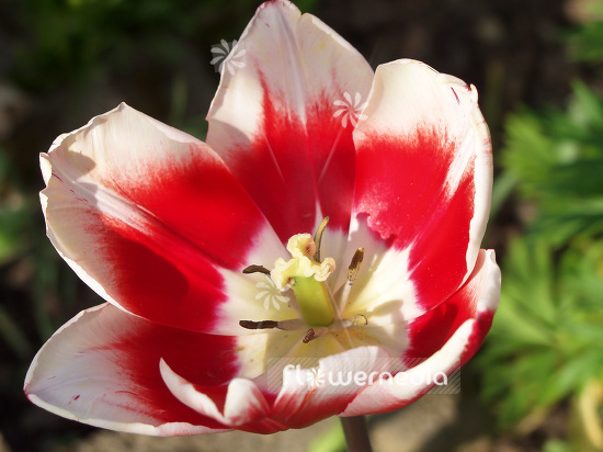 Red-white flowered tulips (102129)