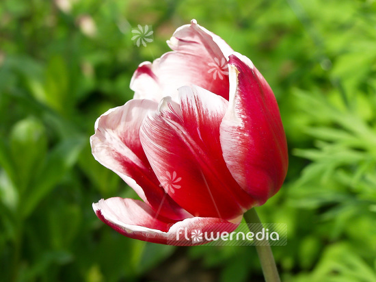 Red-white flowered tulips (102130)