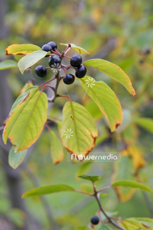 Rhamnus frangula - Alder buckthorn (104580)