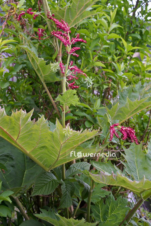 Rheum palmatum - Chinese rhubarb (104582)