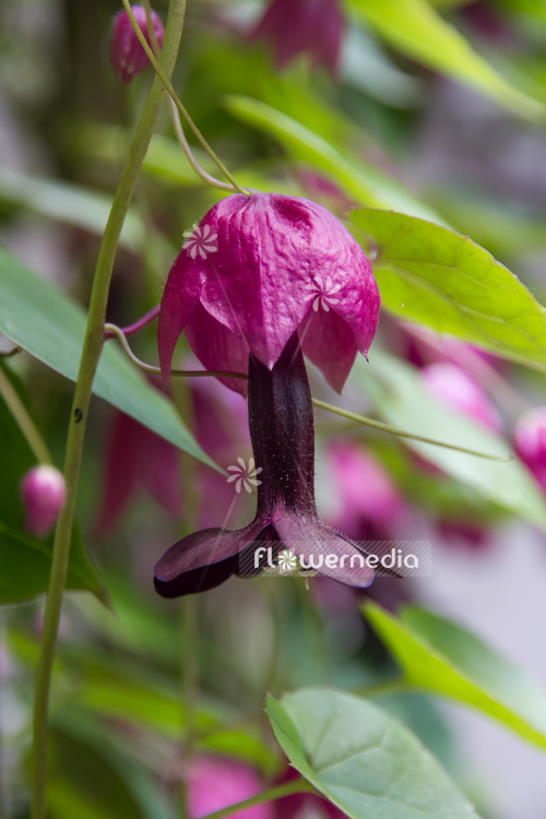 Rhodochiton atrosanguineus - Purple bell vine (111309)