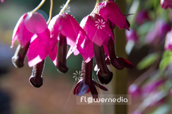 Rhodochiton atrosanguineus - Purple bell vine (111310)
