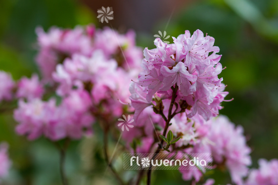 Rhododendron 'Anna Baldsiefen' - Rhododendron (104585)