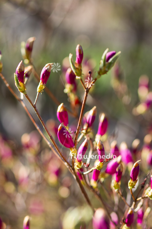 Rhododendron nudipes - Rhododendron (104588)