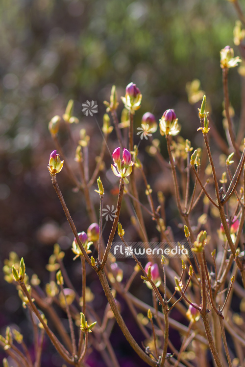 Rhododendron schlippenbachii - Rhododendron (104592)