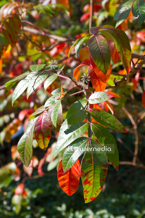 Rhus copallina - Shining Sumac (104597)
