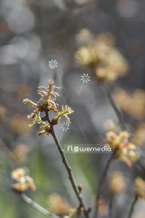 Rhus trilobata - Skunkbush sumac (104599)