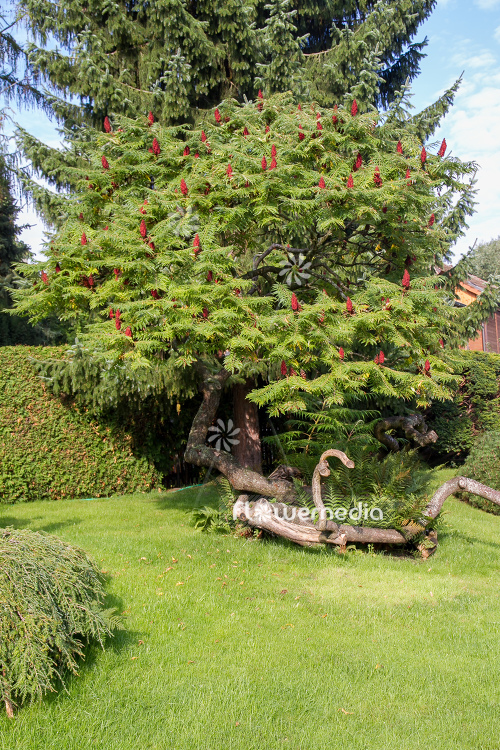 Rhus typhina - Stag's horn sumach (104600)