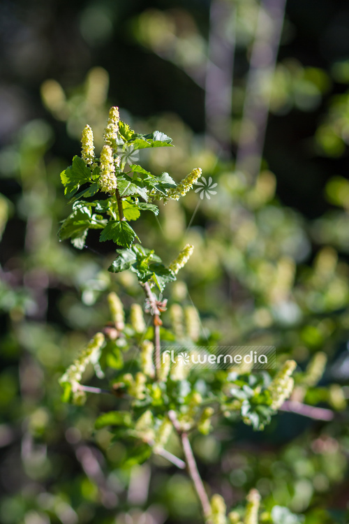 Ribes divaricatum - Spreading gooseberry (104601)