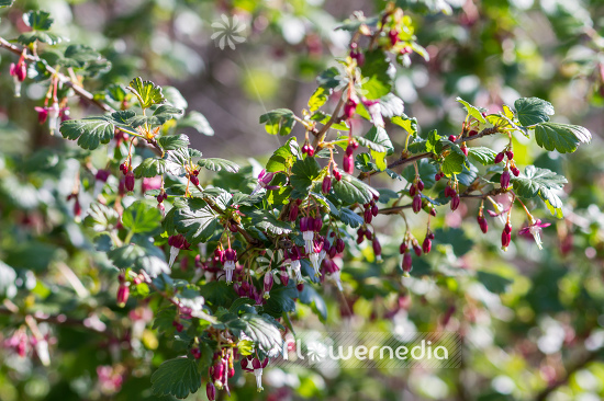 Ribes divaricatum - Spreading gooseberry (104602)
