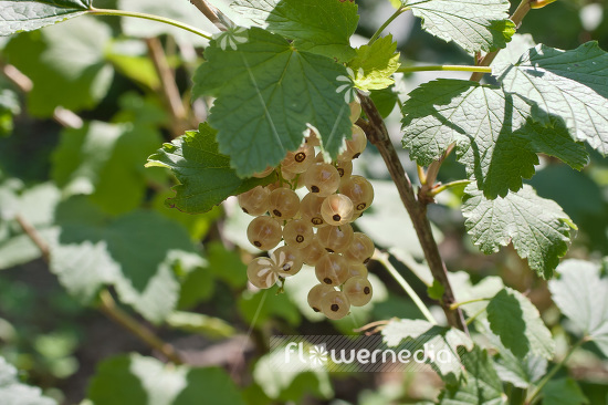 Ribes rubrum 'Weiße Versailler' - Redcurrant (101669)