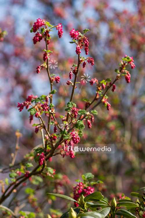 Ribes sanguineum - Flowering currant (104603)